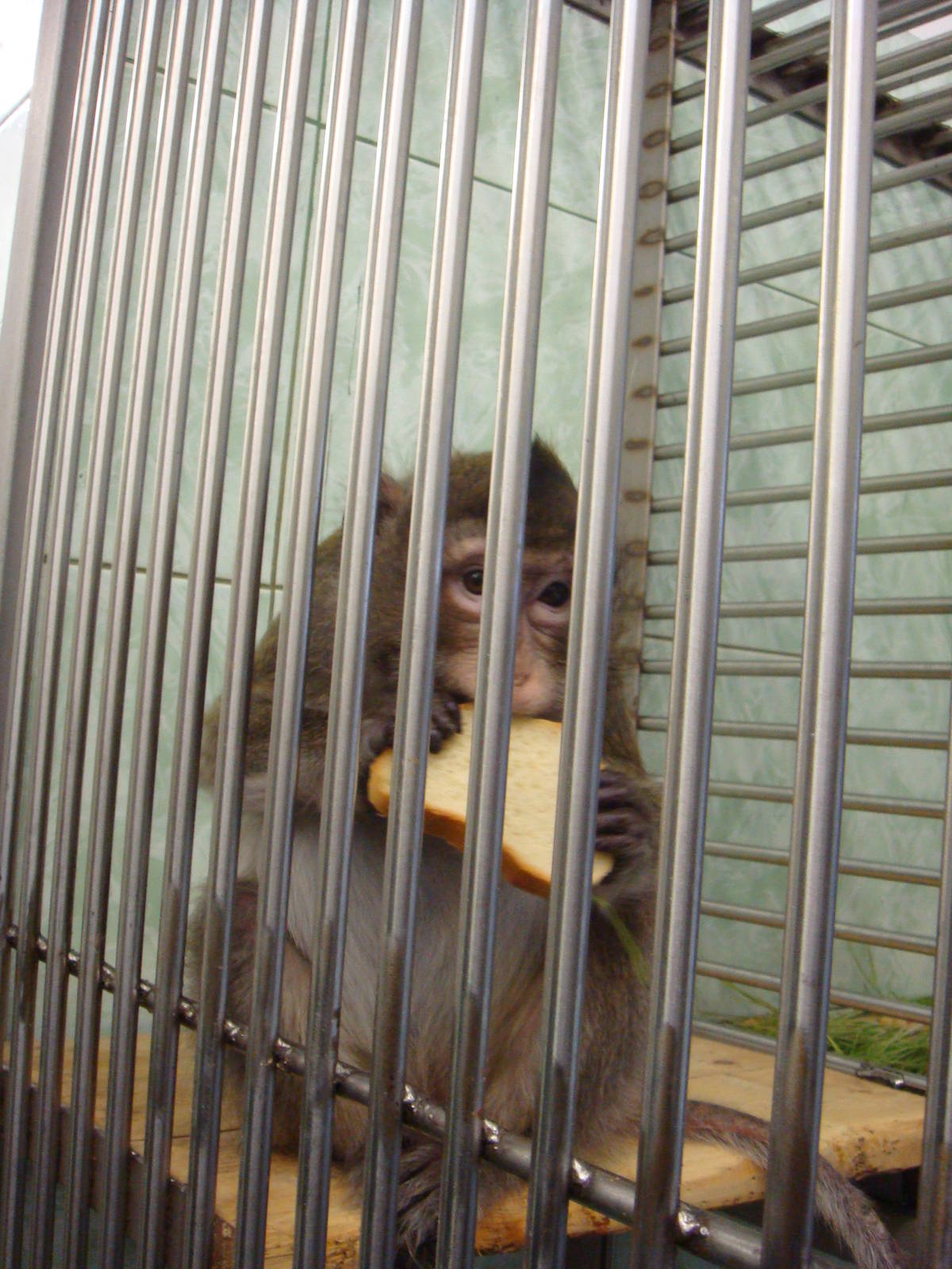 Macaque in quarantine area