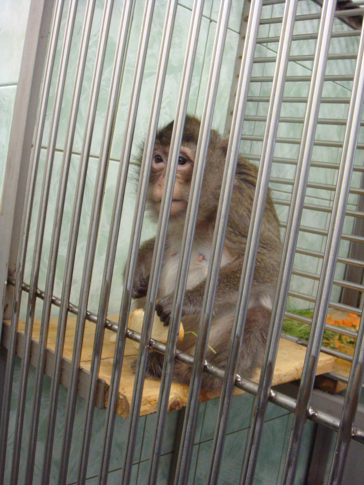 Macaque in quarantine area