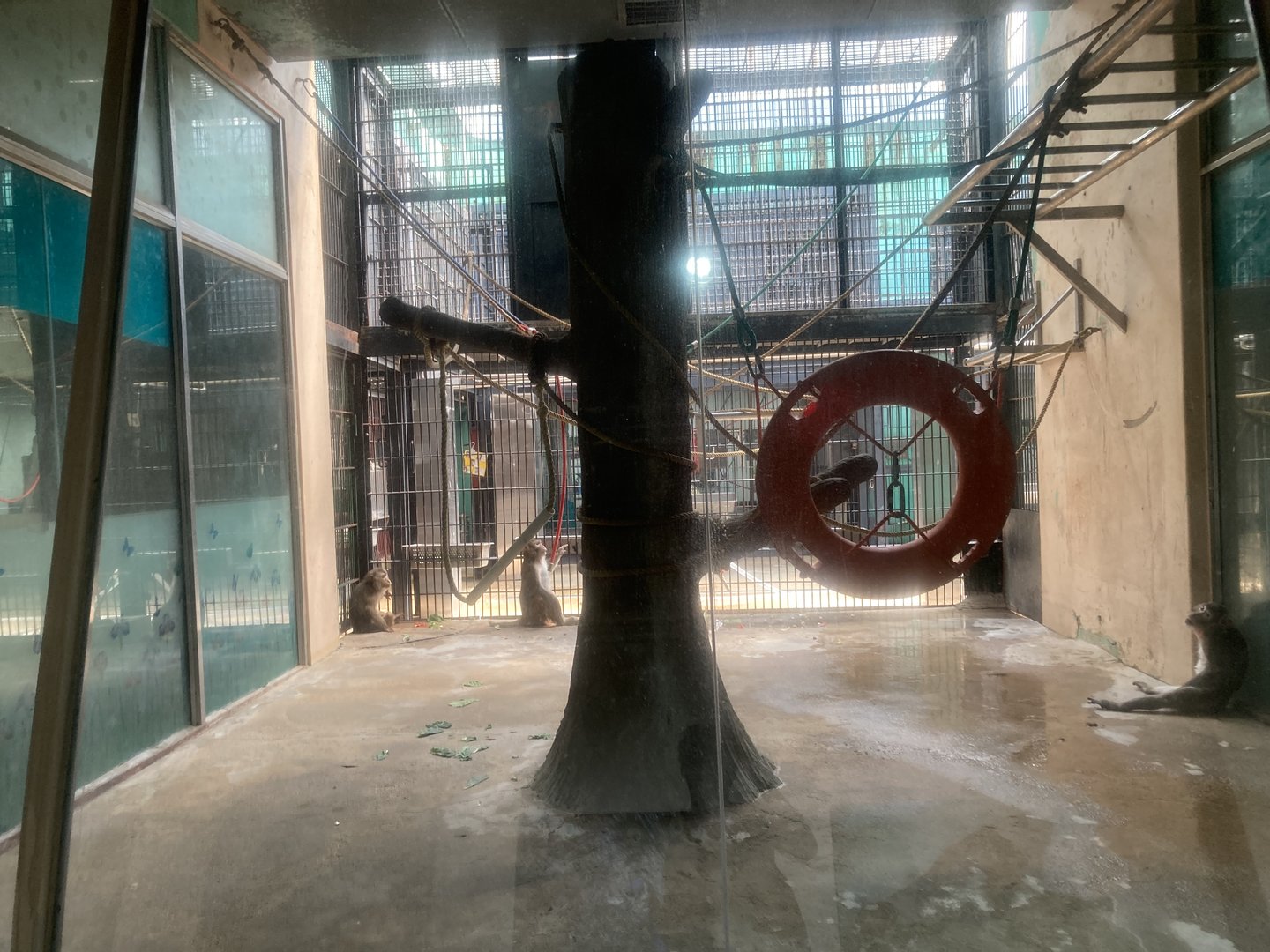 Macaque indoor enclosure example