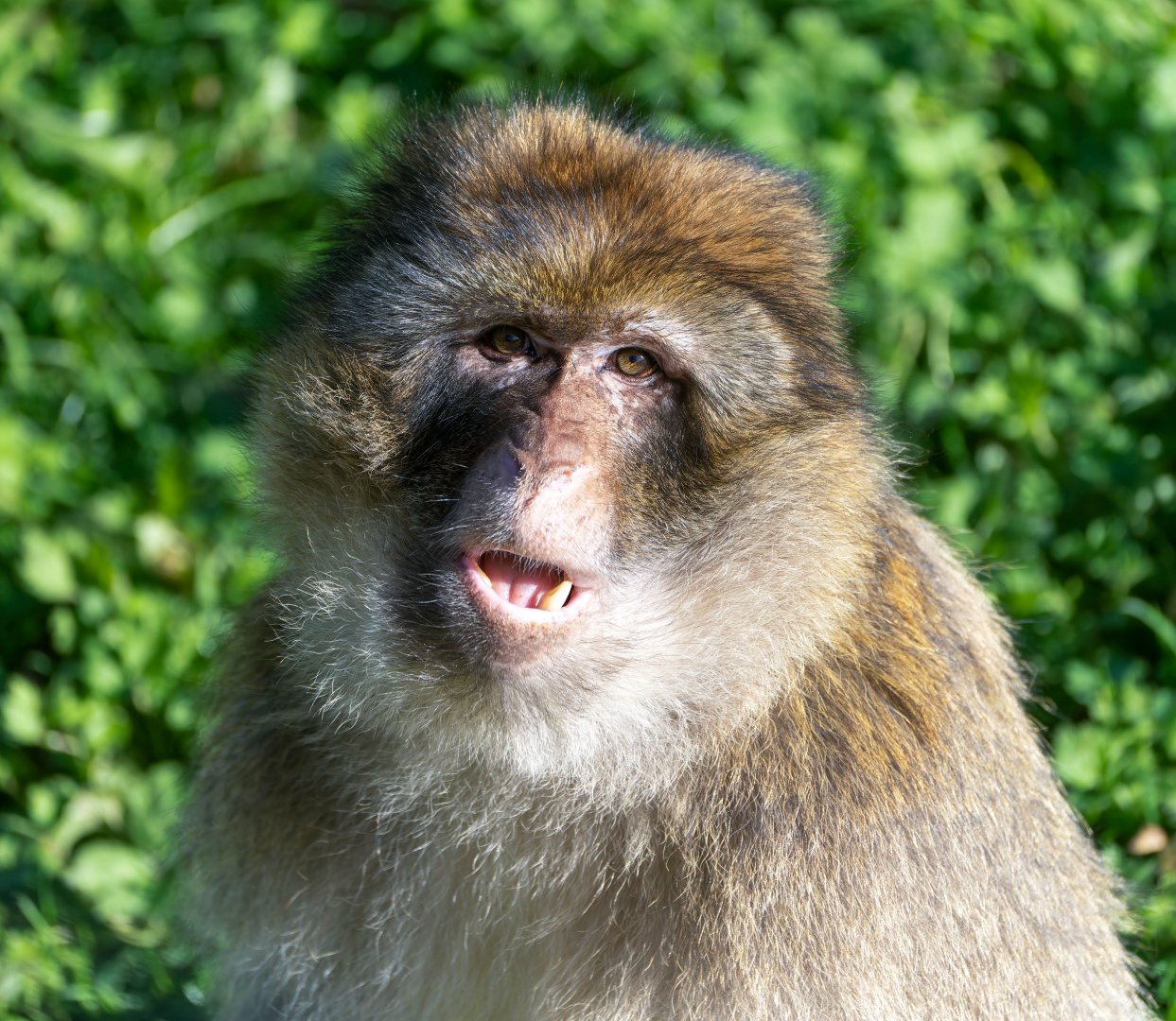 Macaque,  Jimmy's farm & wildlife park, UK