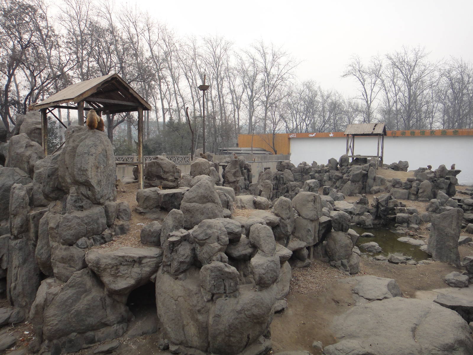 Macaque /Macaca mulatta exhibit