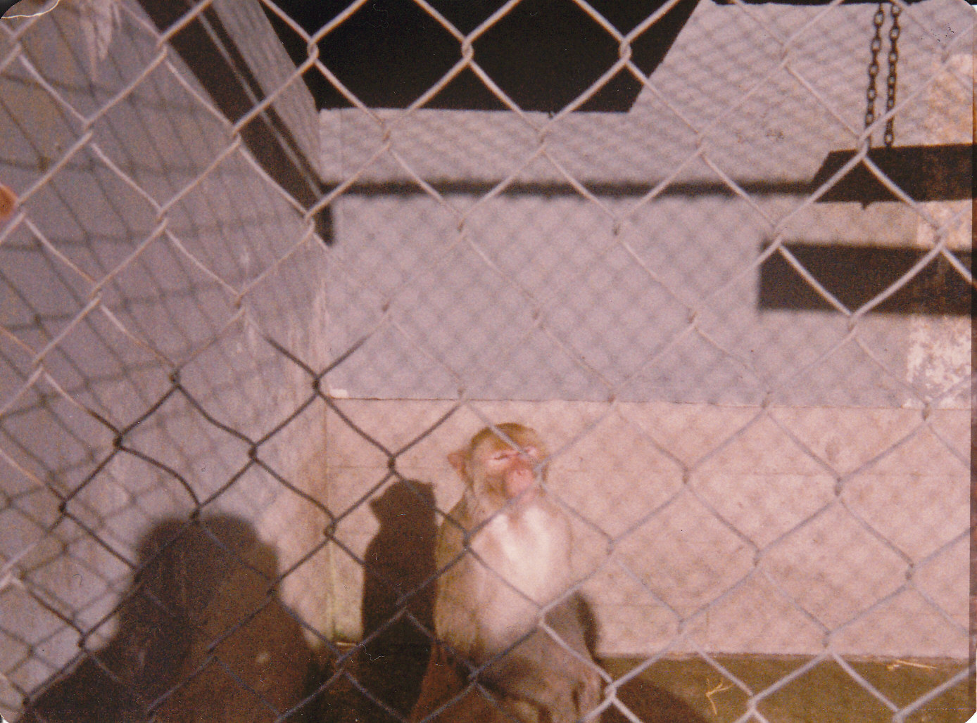 macaque, North Brighton Zoo, Christchurch