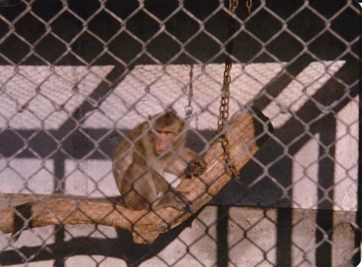 macaque, North Brighton Zoo, Christchurch