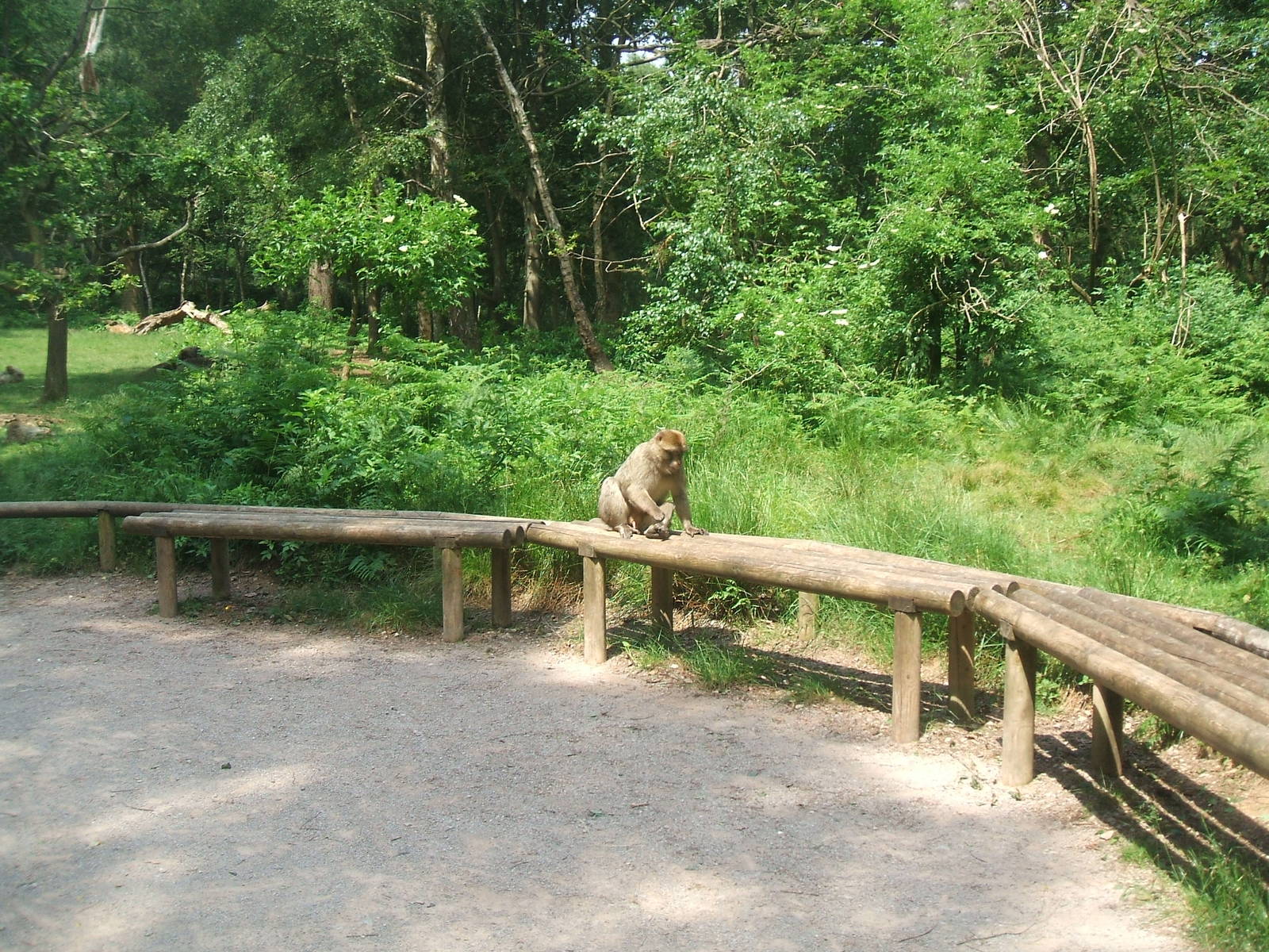Macaque on a bench