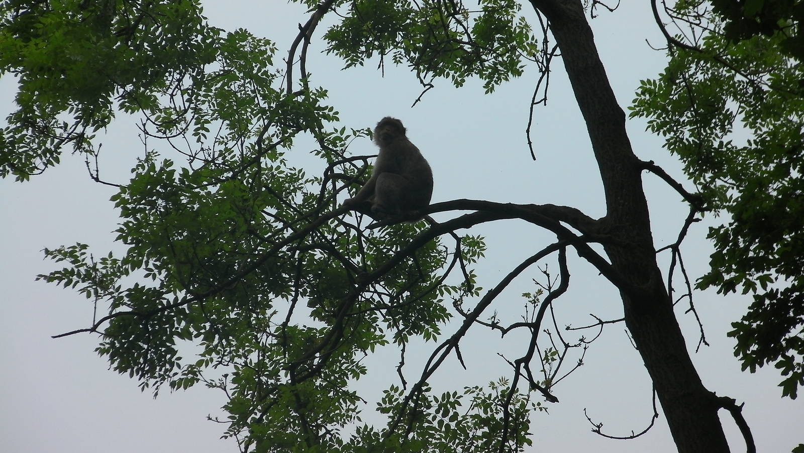 Macaque up a Tree - 02.06.2012