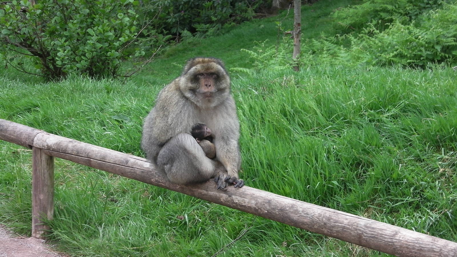 Macaque with Baby - 02.06.2012