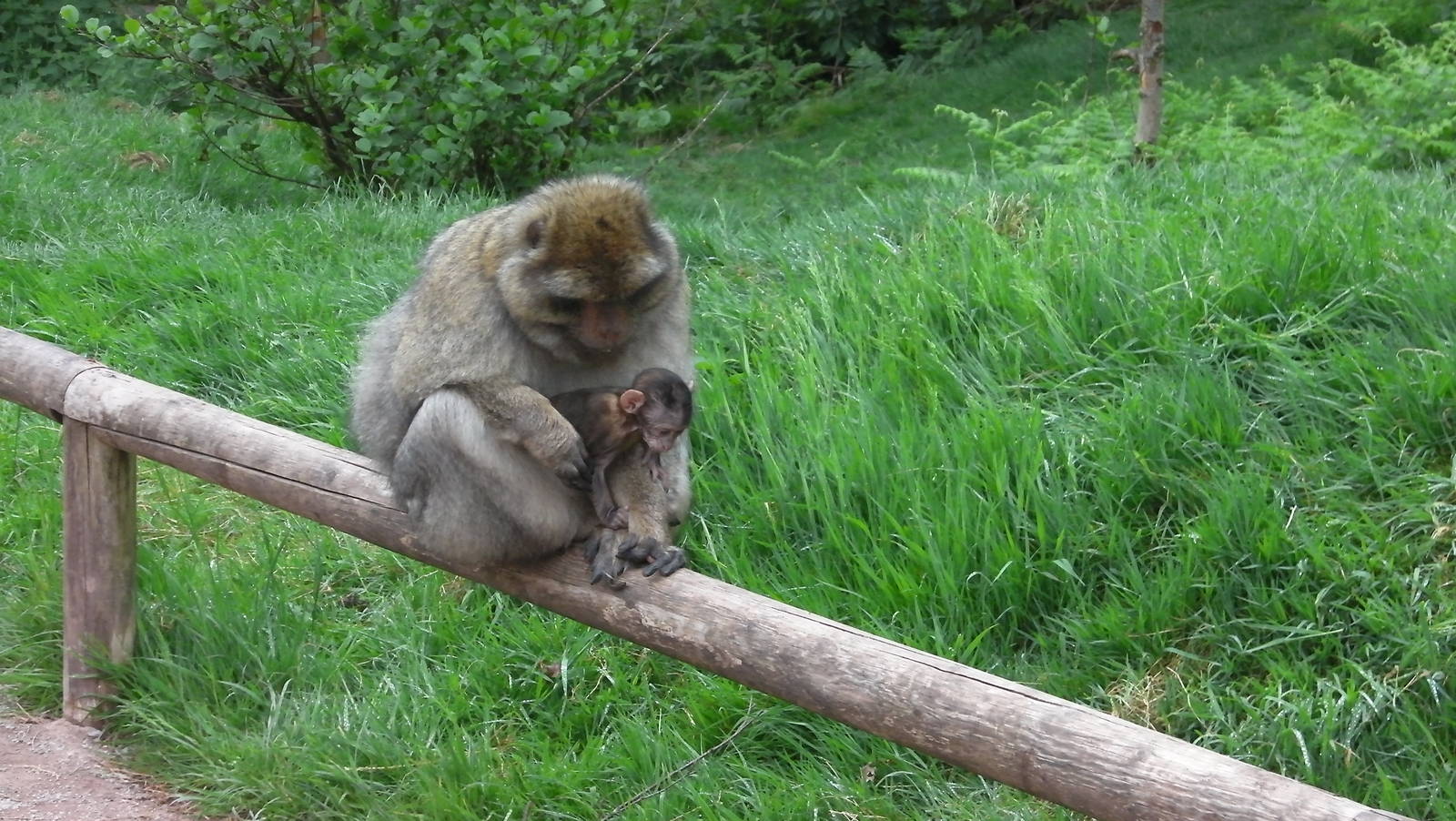 Macaque with Baby - 02.06.2012