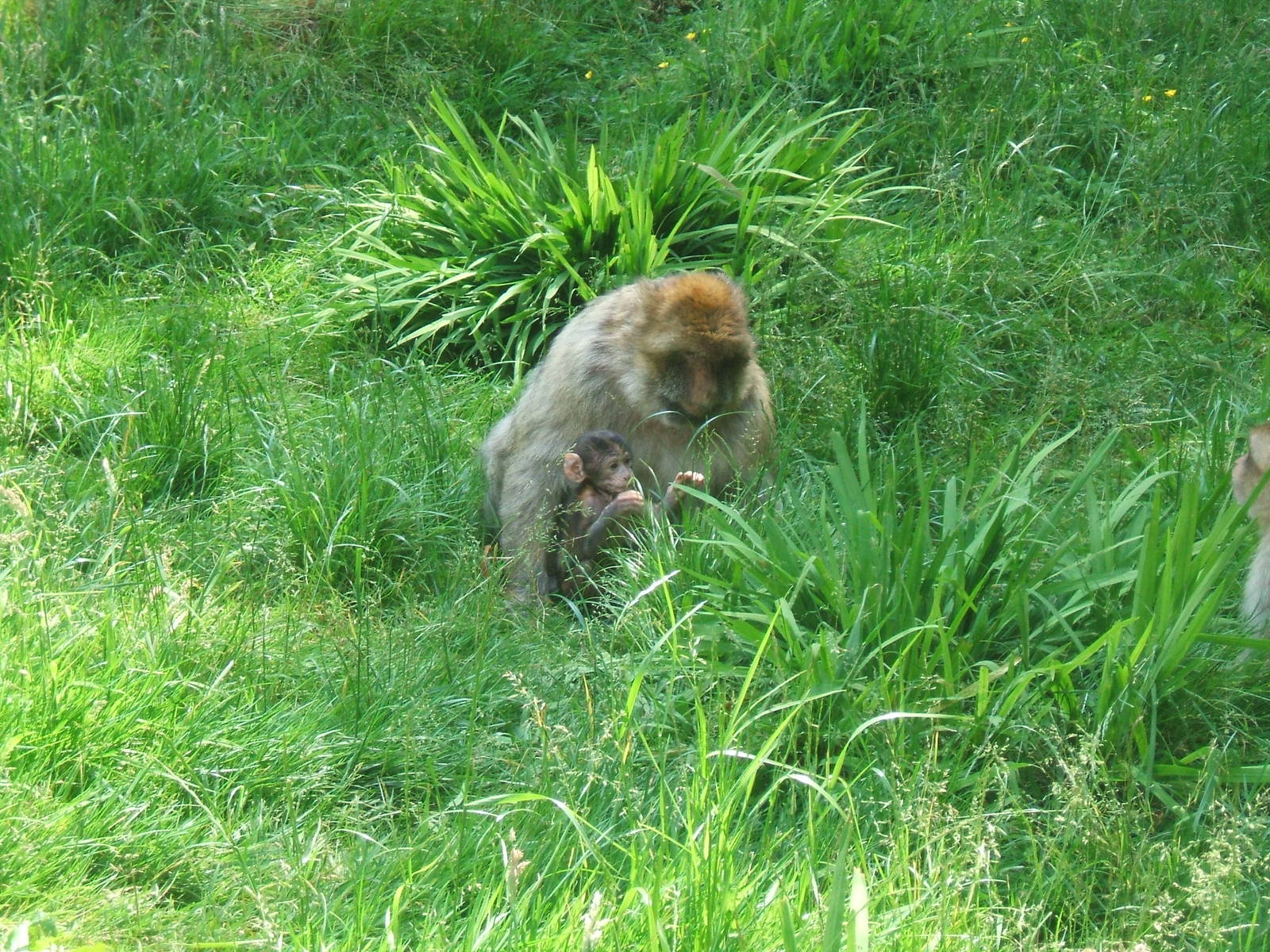 Macaque with young