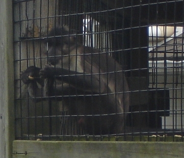 Macaque
