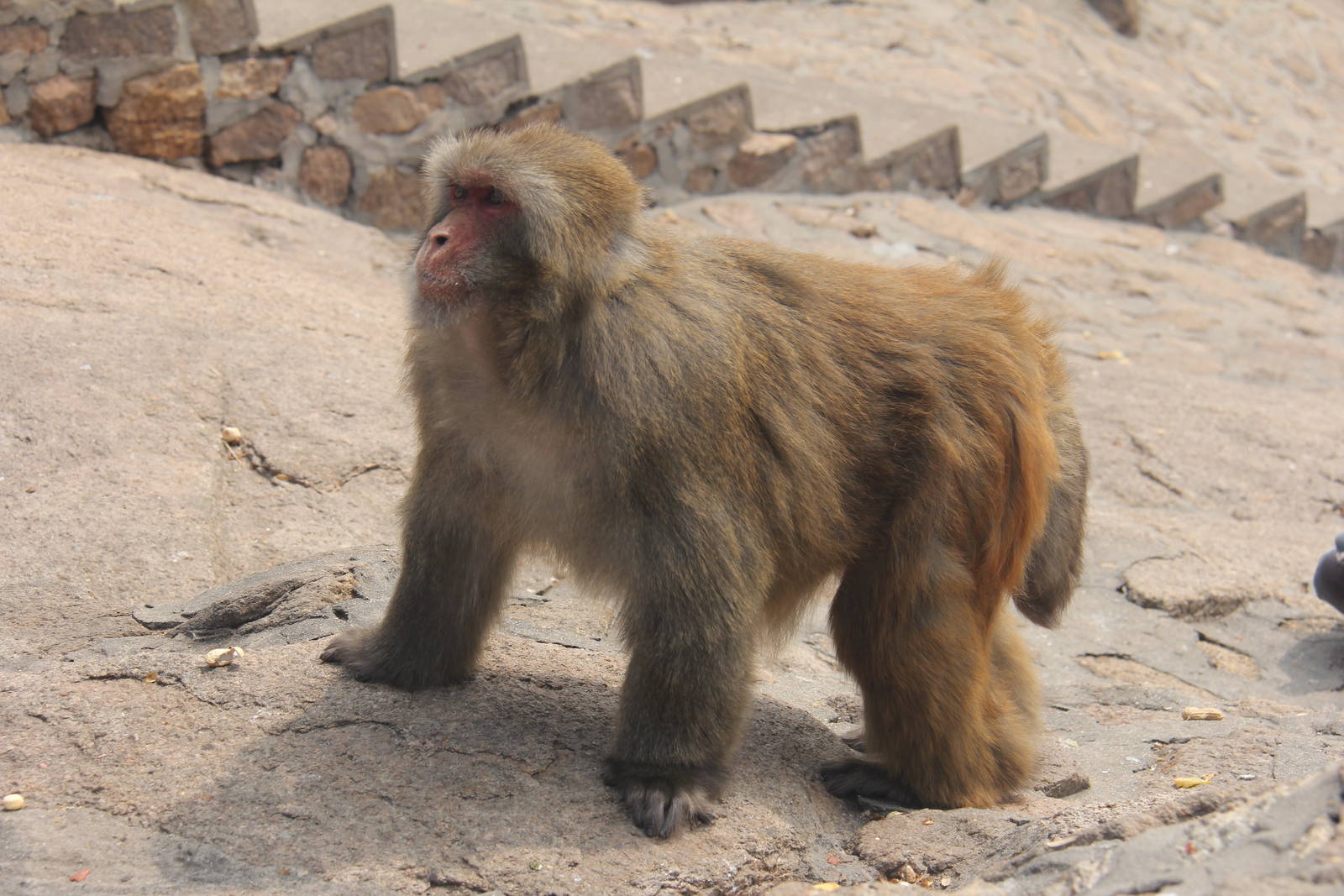 Macaque