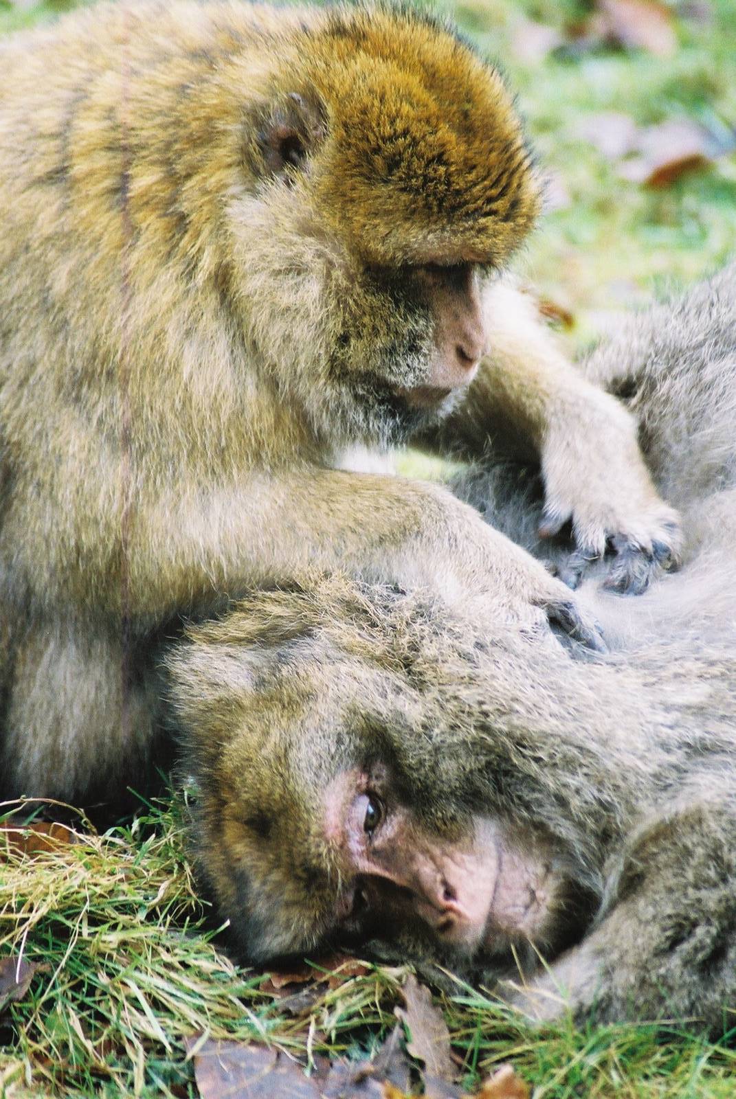 Macaque7