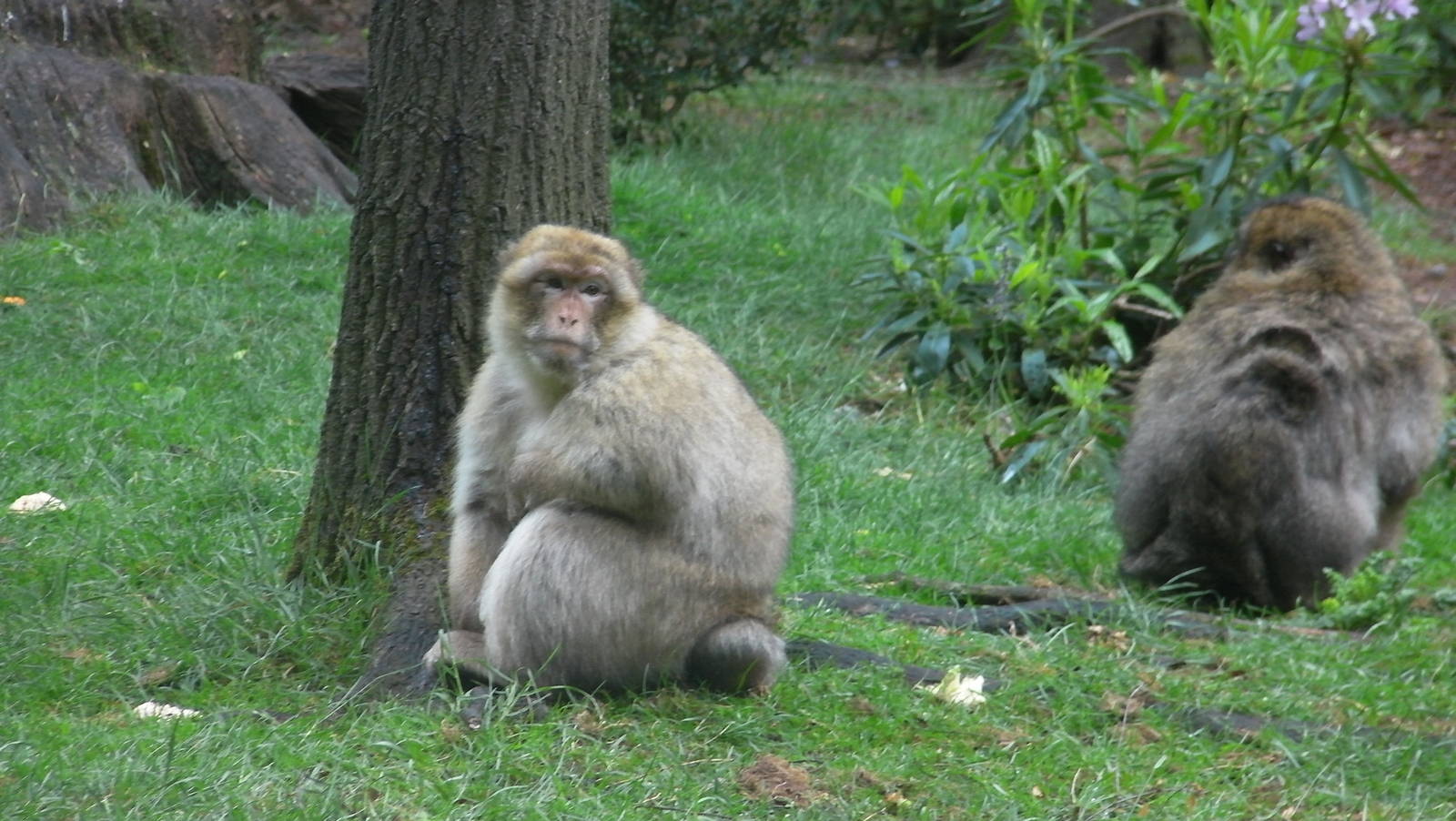 Macaques - 02.06.2012