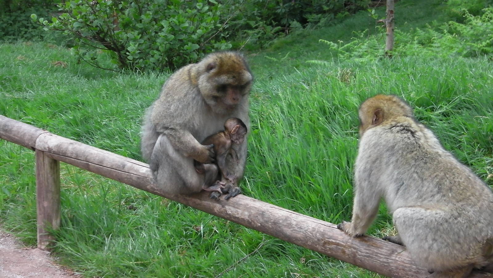 Macaques and Baby - 02.06.2012