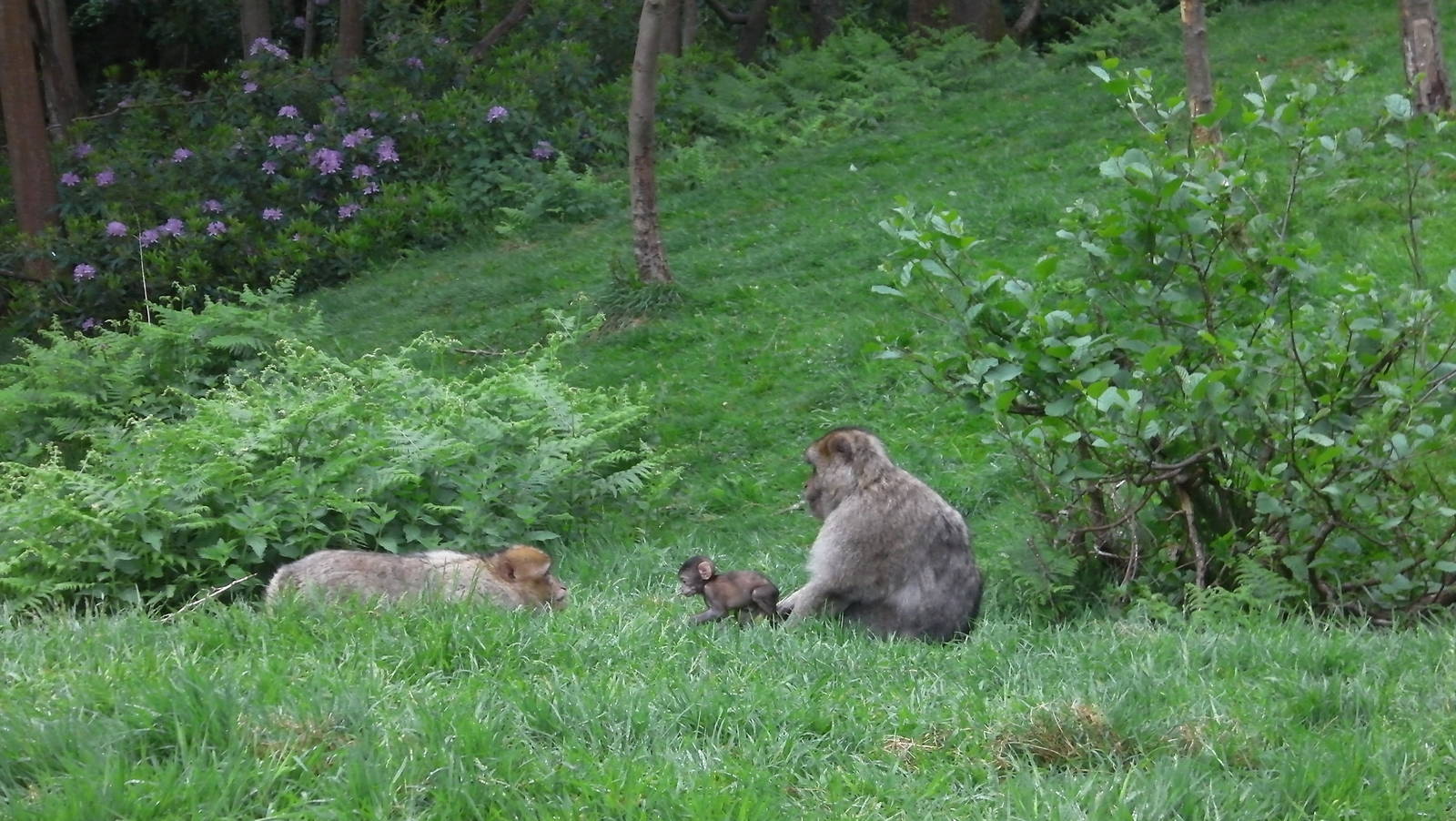 Macaques and Baby - 02.06.2012
