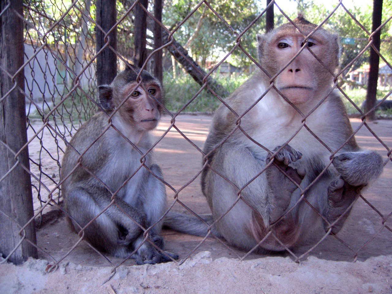 Macaques, Angkor Zoo - 2005