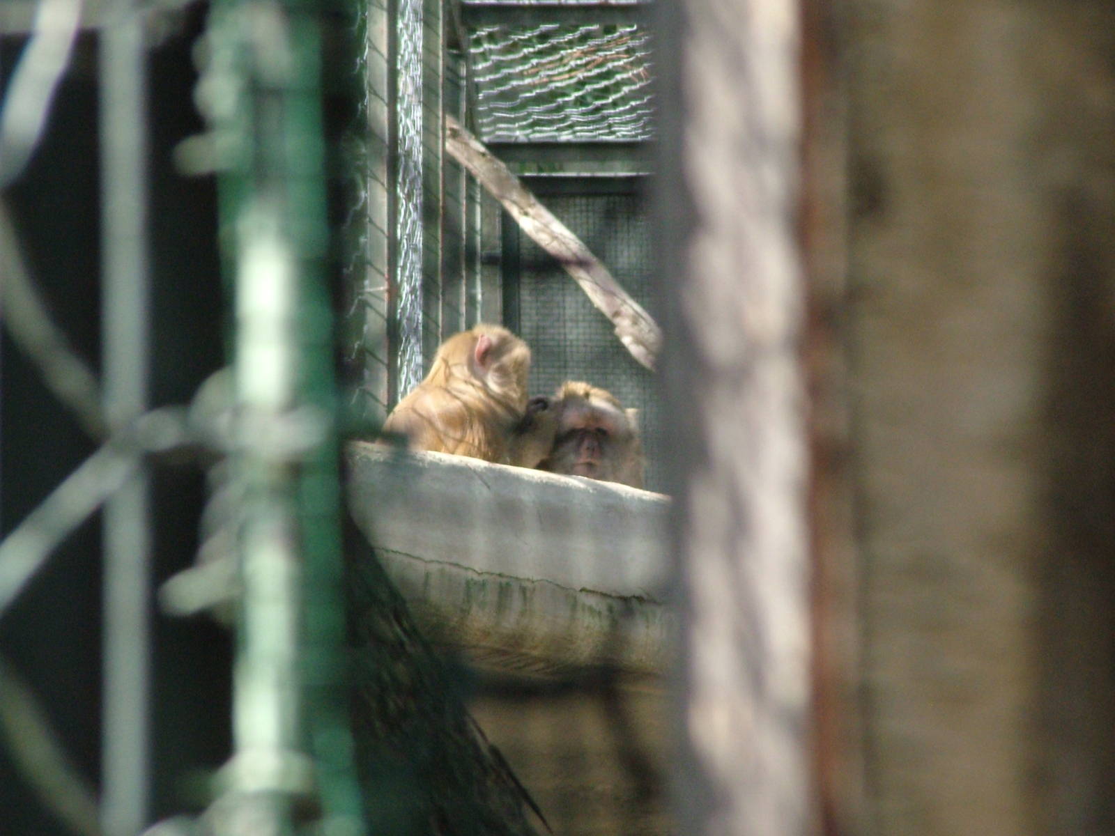 Macaques at Bioparco Rome 15/10/09