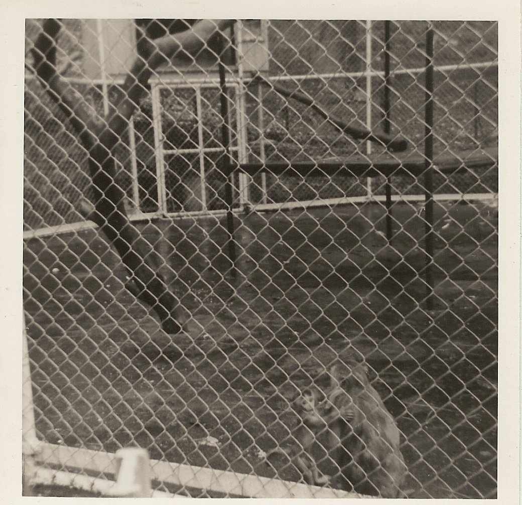 Macaques, June 1971