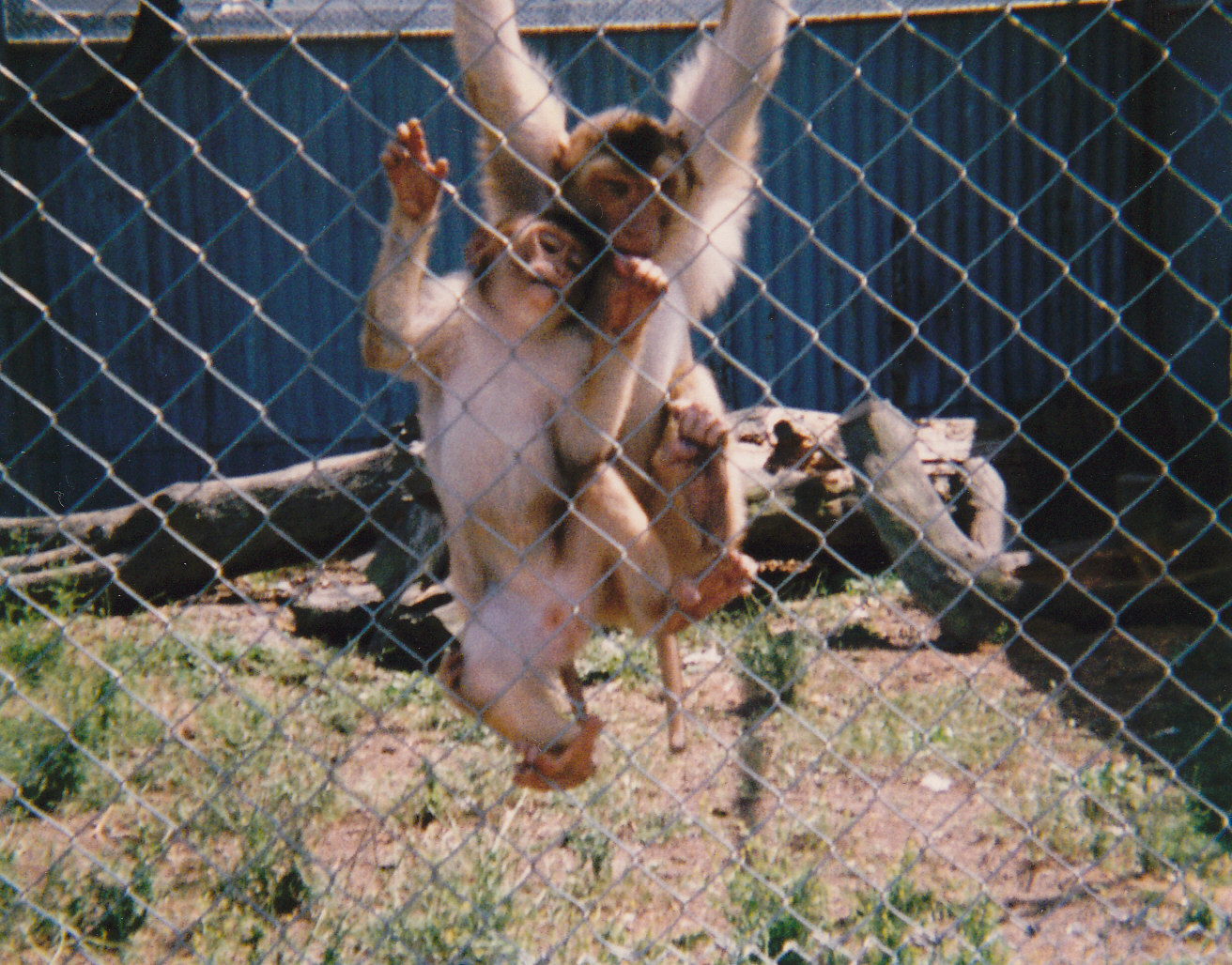 macaques, North Brighton Zoo, Christchurch