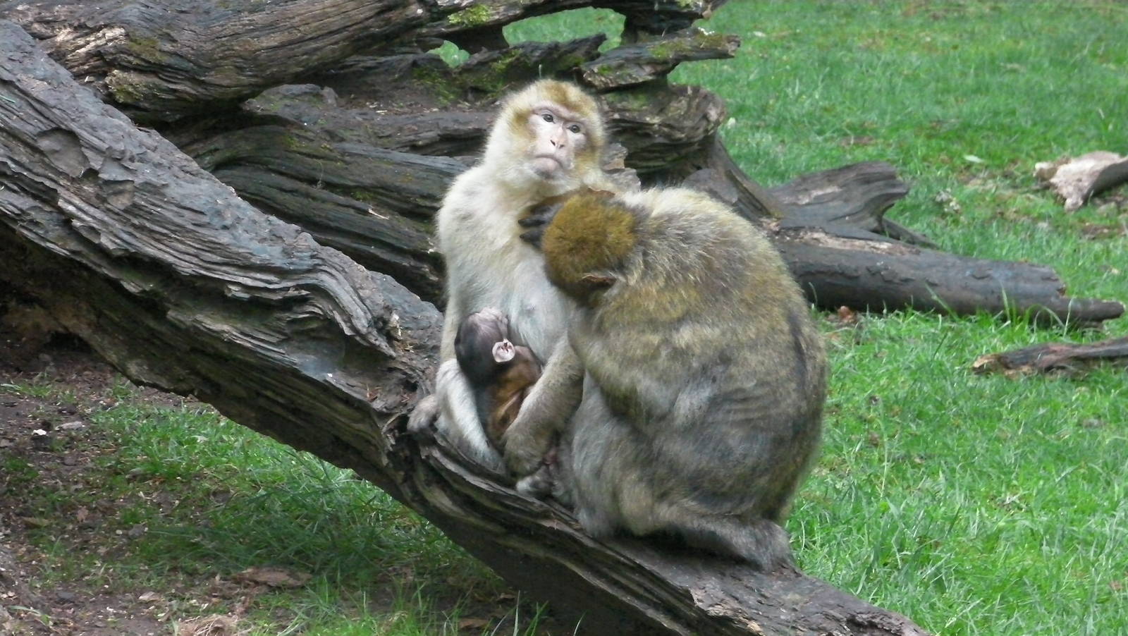 Macaques with Baby - 02.06.2012