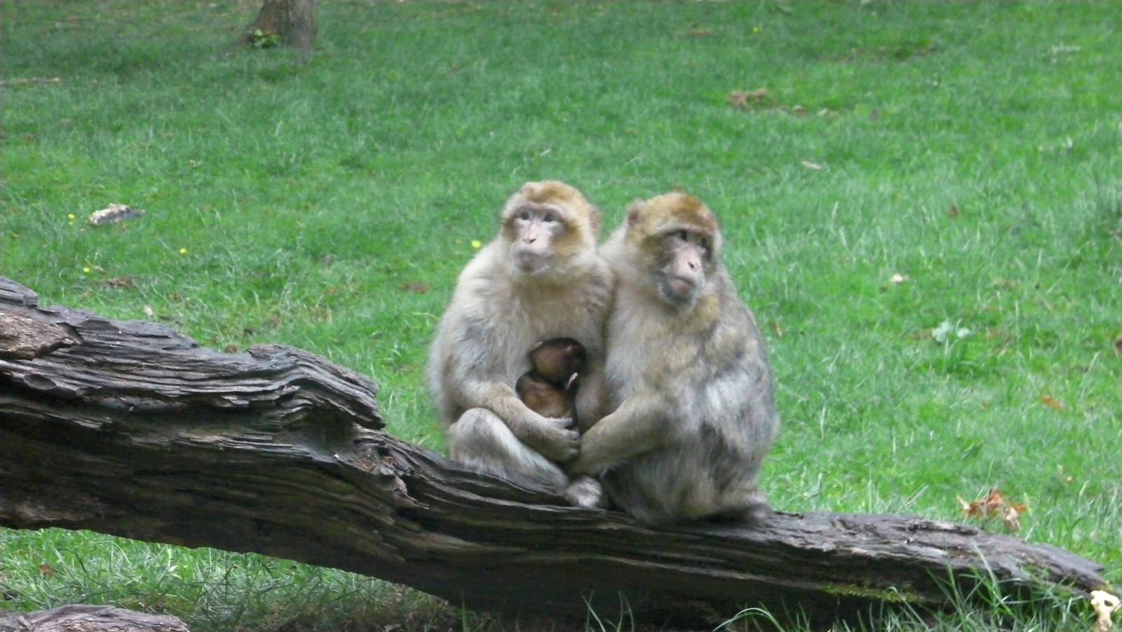 Macaques with Baby - 02.06.2012