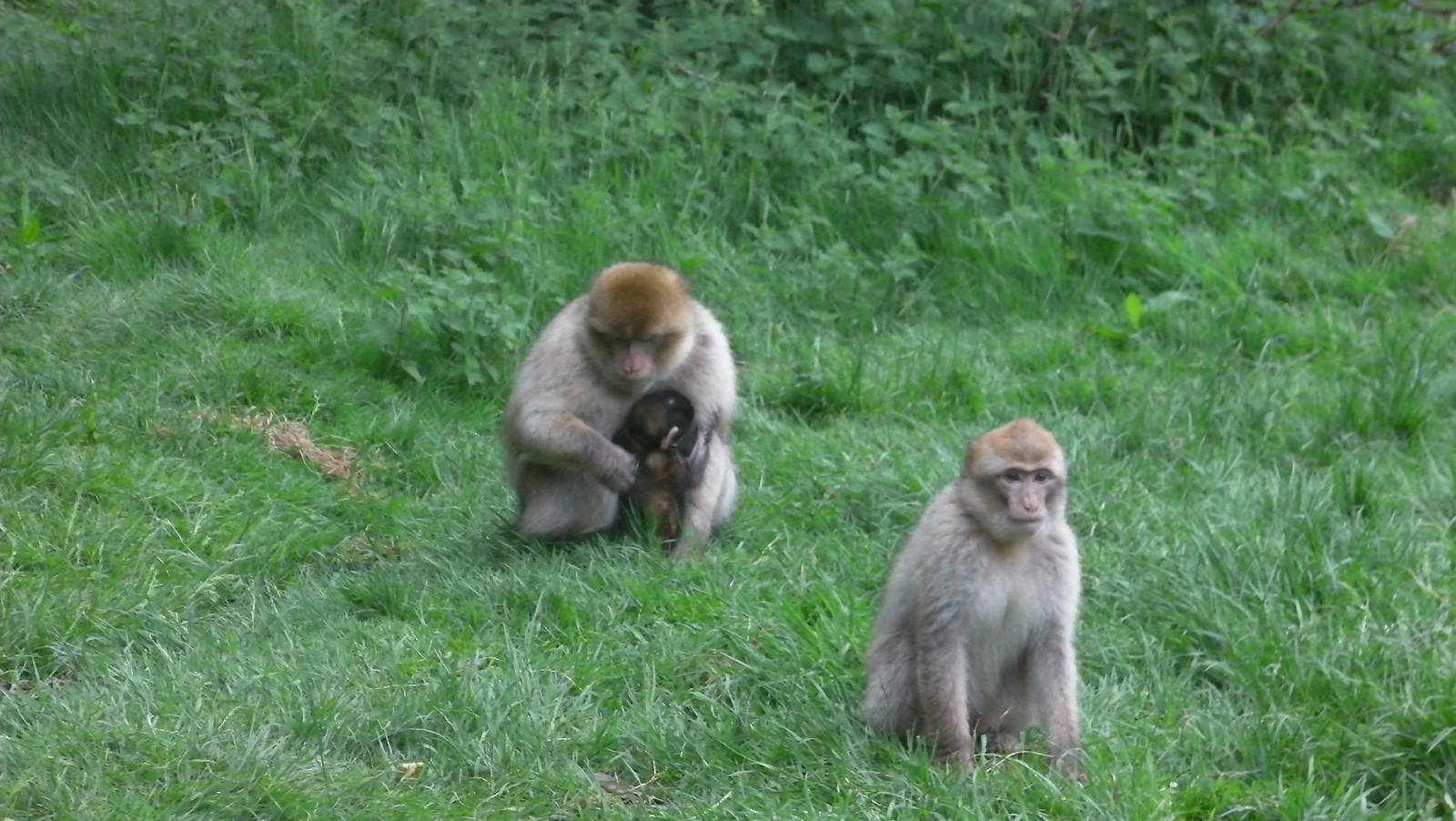 Macaques with Baby - 02.06.2012