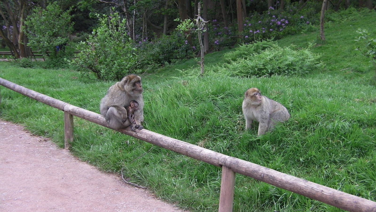 Macaques with Baby - 02.06.2012
