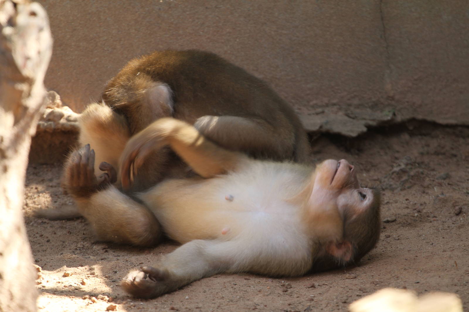 Macaques