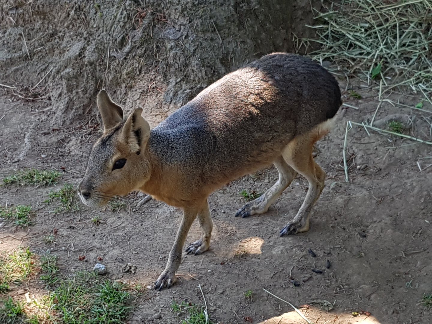 Macaroni - Patagonian Mara
