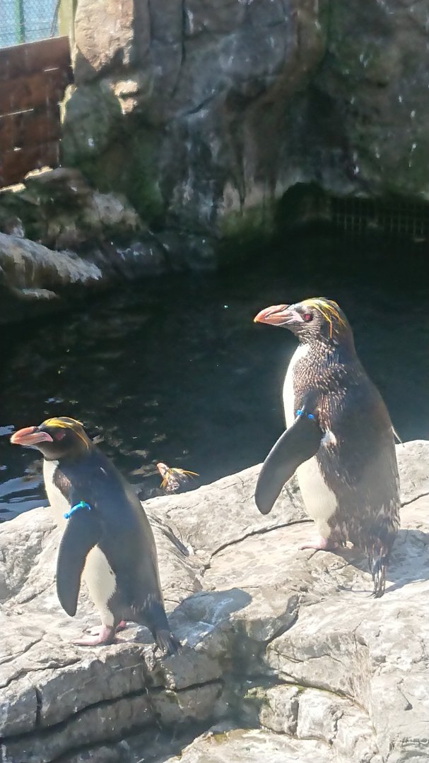 Macaroni Penguin 9/7/19