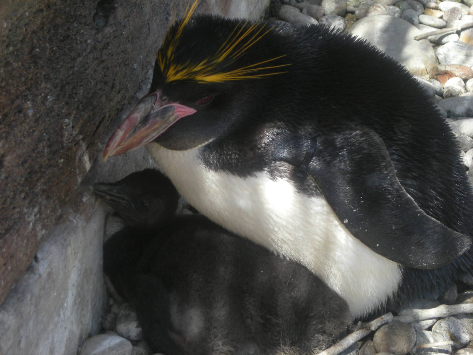 Macaroni Penguin and Chick 2010