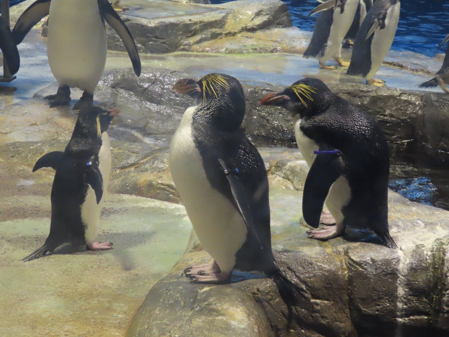 Macaroni penguin and Southern rockhopper penguin