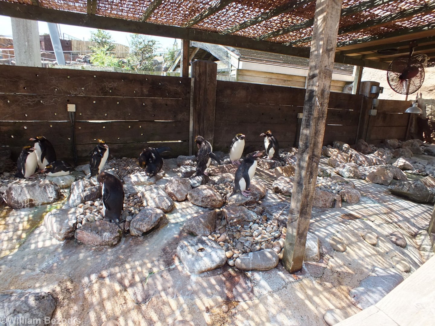 Macaroni Penguin Area