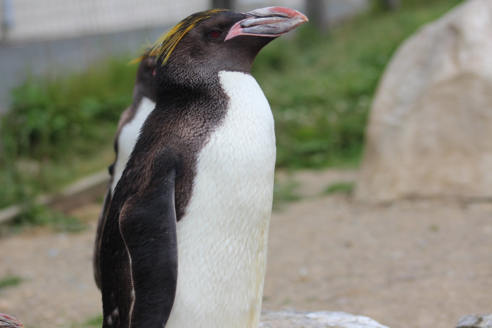 Macaroni Penguin at Folly Farm 2021