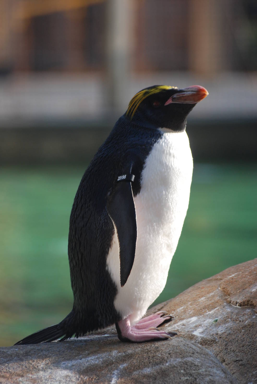 Macaroni Penguin at London, 16/11/11