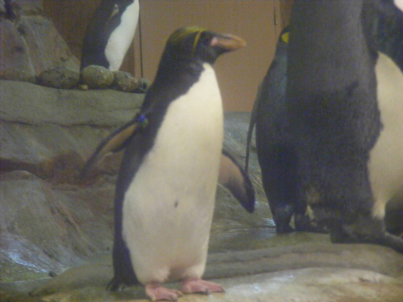 Macaroni penguin at Selwo Marina, 2 May 2009