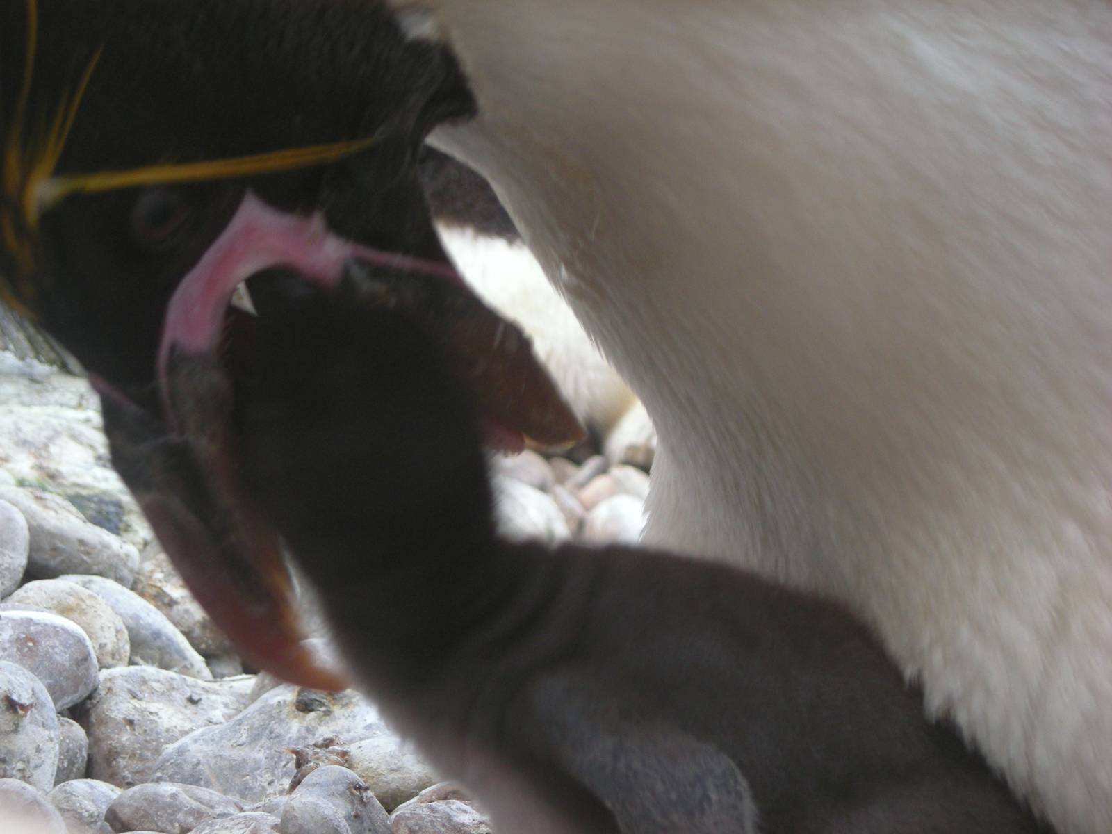 Macaroni penguin chick feeding