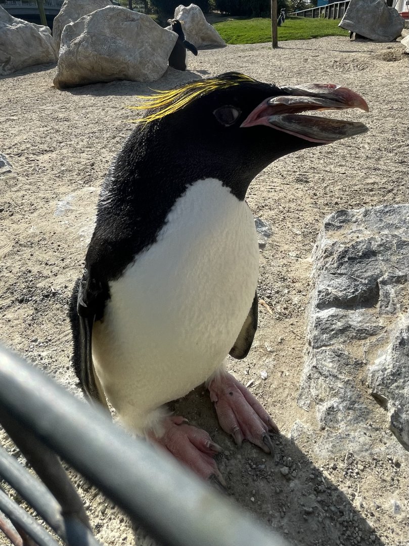 Macaroni Penguin Close-up