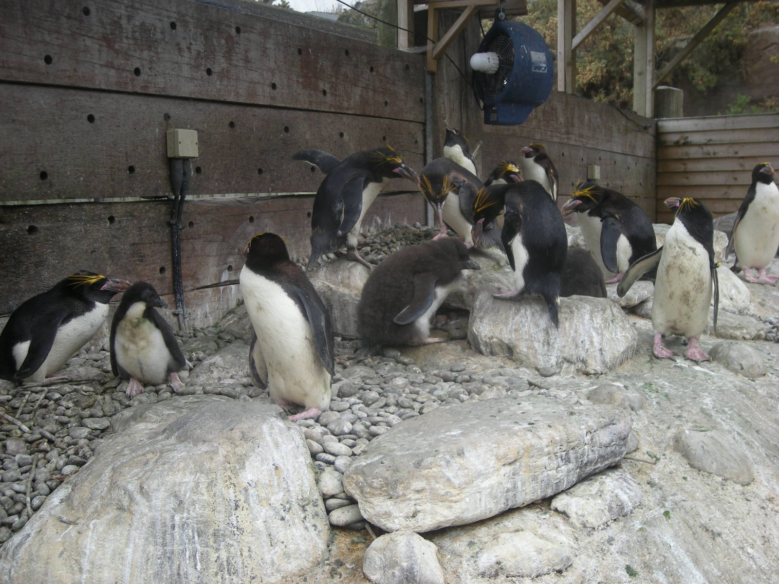 Macaroni Penguin colony with chicks 2010