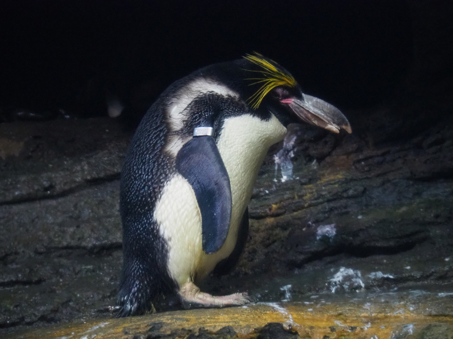 Macaroni penguin (Eudyptes chrysolophus), 2020-05-24