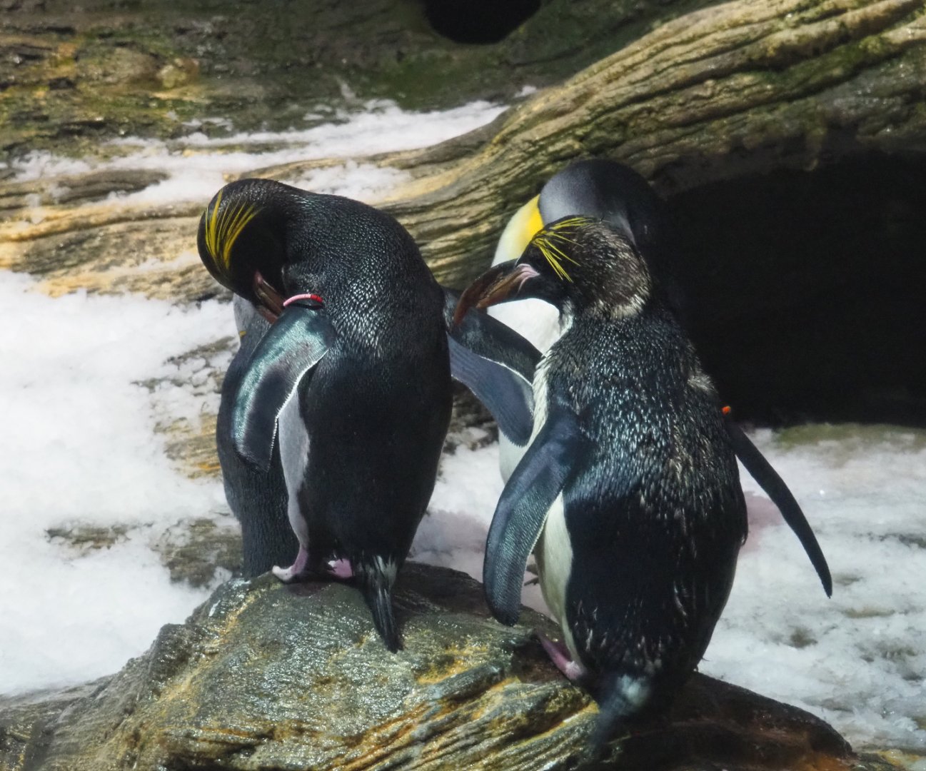 Macaroni penguin (Eudyptes chrysolophus), 2020-06-28