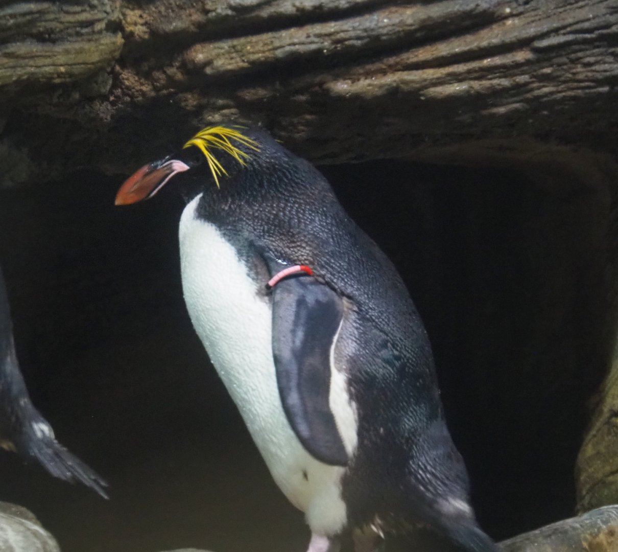 Macaroni penguin (Eudyptes chrysolophus), 2021-06-12