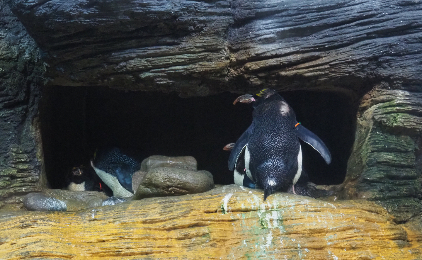 Macaroni penguin (Eudyptes chrysolophus), 2022-05-26