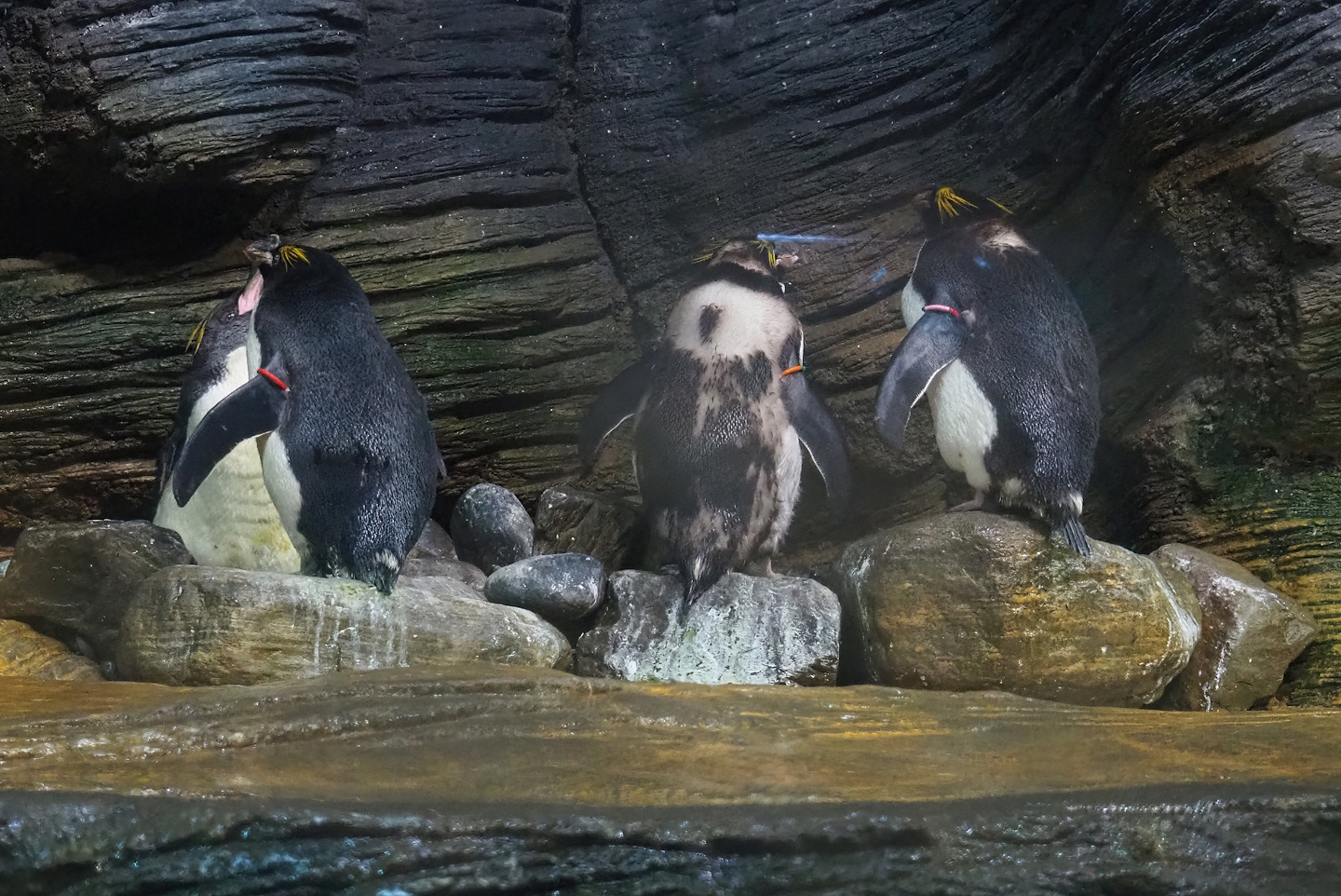 Macaroni penguin (Eudyptes chrysolophus), 2022-09-04