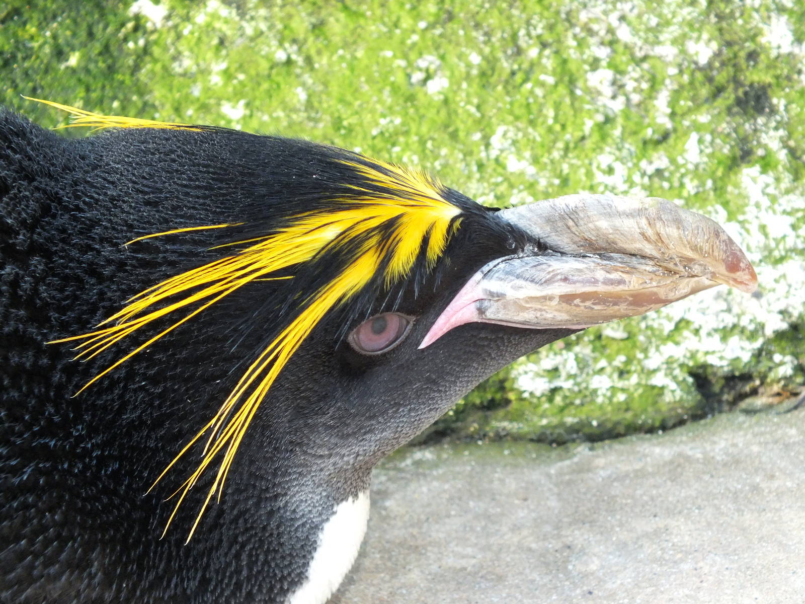 Macaroni penguin (Eudyptes chrysolophus) at Living Coasts - January 30th 20