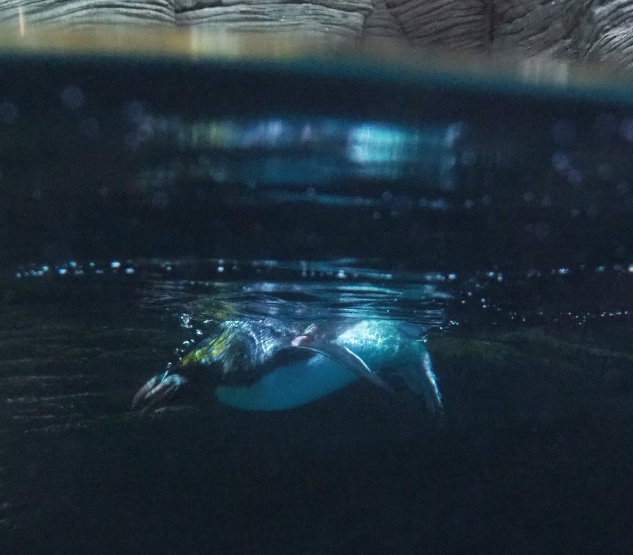 Macaroni penguin (Eudyptes chrysolophus) swimming, 2021-07-17