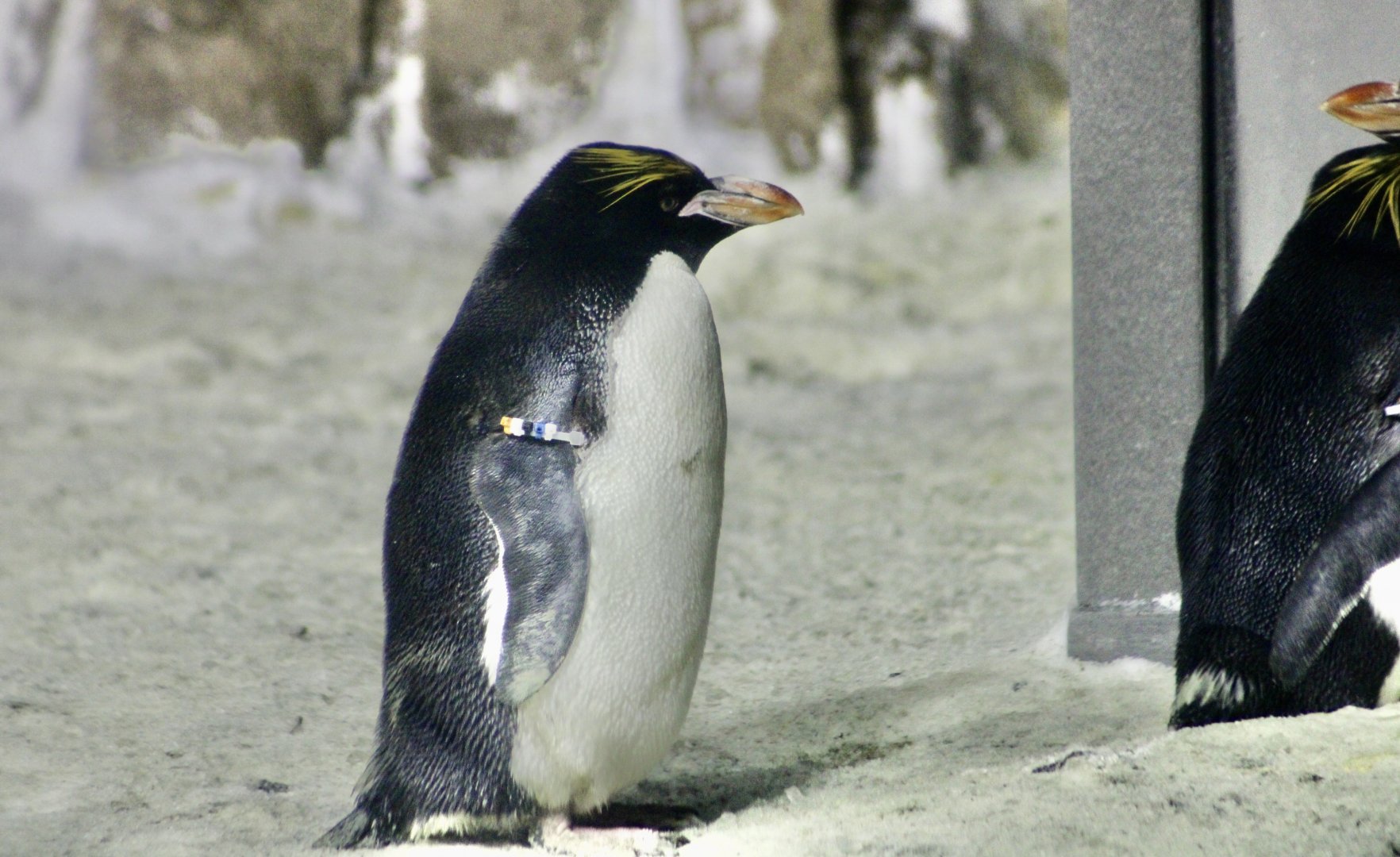 Macaroni Penguin (Eudyptes chrysolophus)