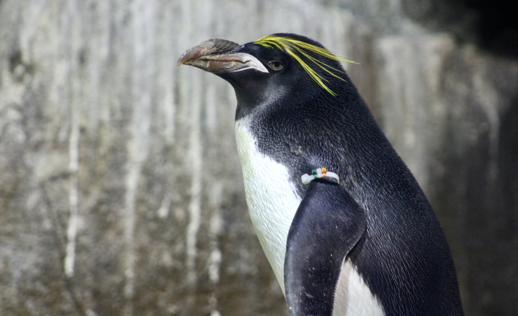 Macaroni Penguin (Eudyptes chrysolophus)