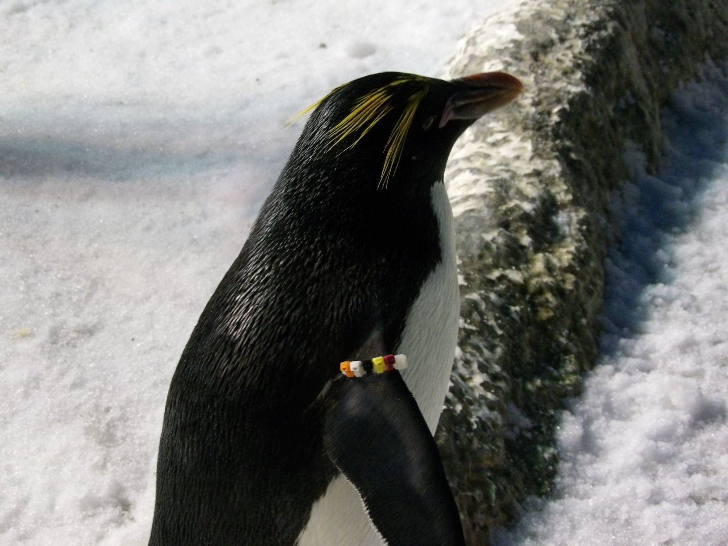 Macaroni Penguin(Eudyptes chrysolophus)