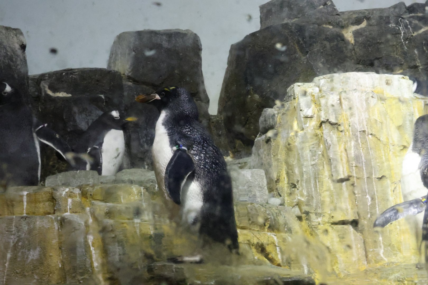 Macaroni penguin (Eudyptes chrysolophus)