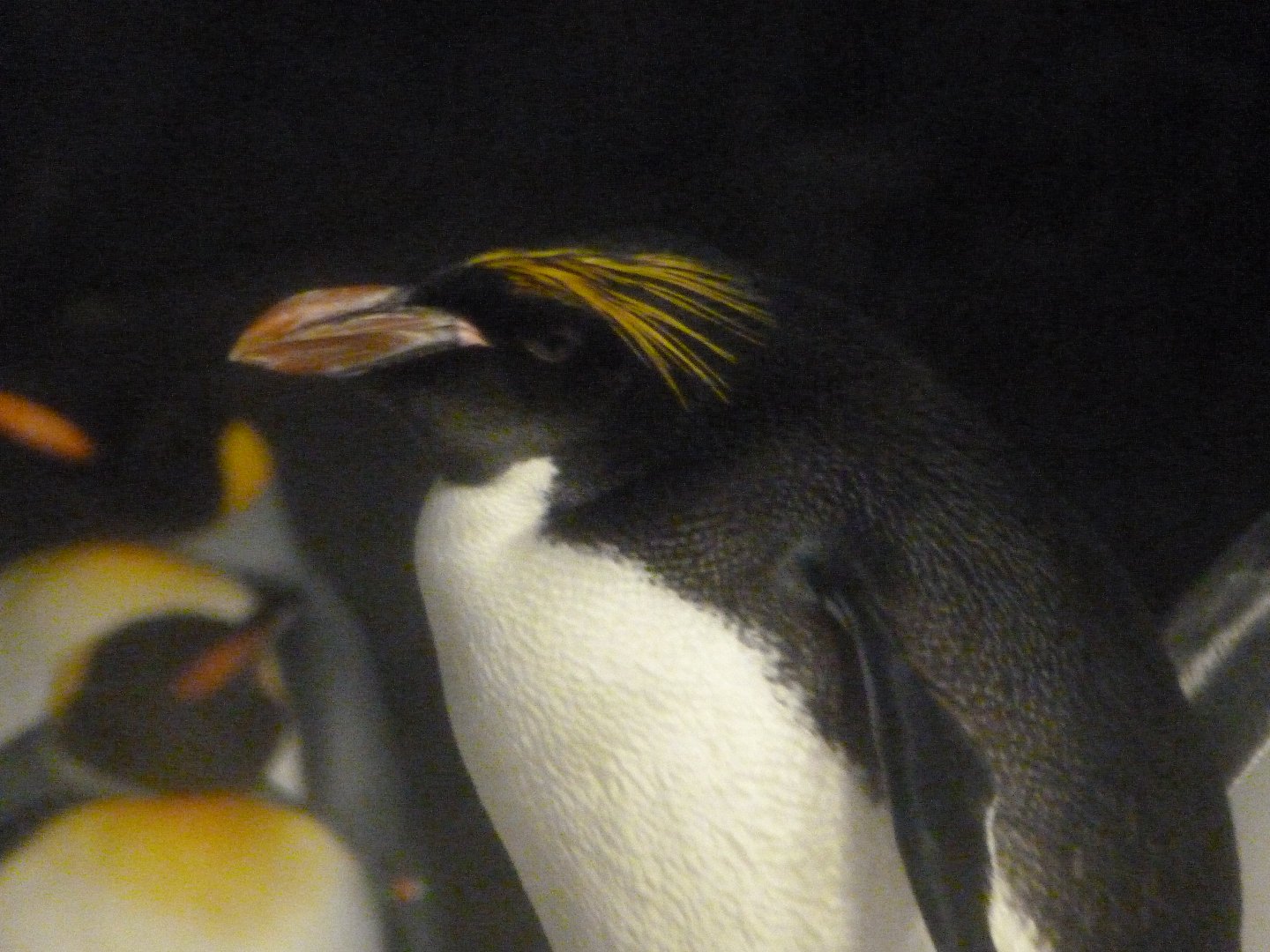 Macaroni penguin -Faunia (2025)